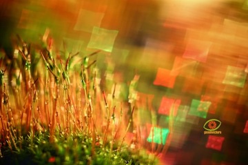 makro meritar 2,8/45 trioplan SWIRLY kwadrat bokeh