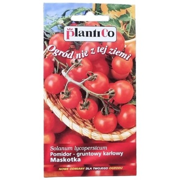 Pomidor koktajlowy MASKOTKA nasiona 0,5 g PLANTICO