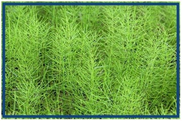 КРАПИВА ОТХОДНАЯ 5 ЛЕТ ЭКО.