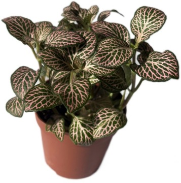 FITONIA ROŚLINA ROŚLINKA ŻYWA IDEALNA DO LASU W SZKLE SŁOIKU