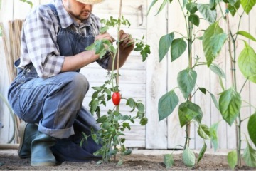 БАМБУКОВЫЕ ШЕСТКИ 120 см 12/14 мм /25 шт, бамбук