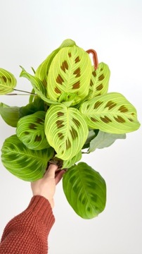 MARANTA LEUCONEURA LIGHT VEINS|SADZONKA ROŚLINY