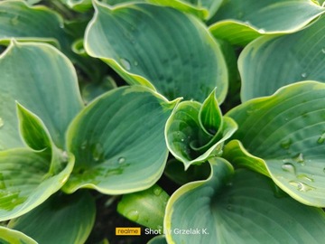 FUNKIA HOSTA PIZZAZZ DUŻA DO OGRODU I OCZKA