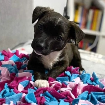 Нюхательный коврик для собак и кошек (разные цвета), развивающая игрушка для лакомств.