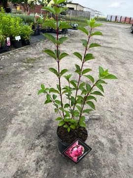 Hortensja bukietowa Fraise Melba NAJPIĘKNIEJSZA