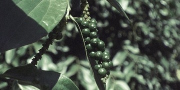 JFenzi Lasstore Enessence Men EDP 100ml