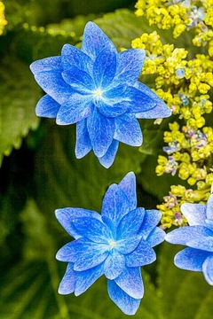 NOWOŚĆ! NIESAMOWITA HORTENSJA NIEBIESKA FIREWORKS BLUE SADZONKA XL