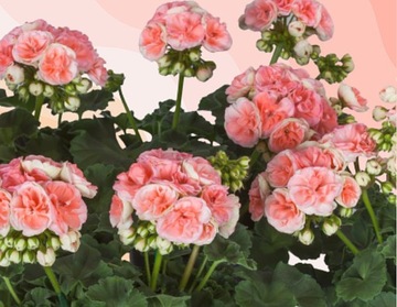 Pelargonia Zonale Rabatowa ASTRID PR2