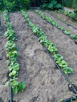 КАПЕЛЬНАЯ ЛИНИЯ Комплект для капельного орошения 100М 142 шт.