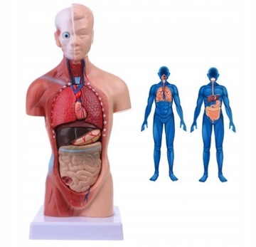 Model ciała ludzkiego tułowia anatomia anatomiczny