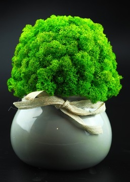 Мох в горшке МИКРОКЛИМАТ БОЧКИ