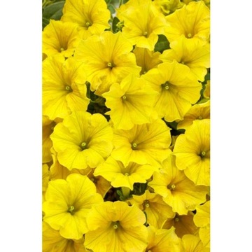 Supertunia Mini Vista Yellow samoczyszcząca Zestaw 6 szt.