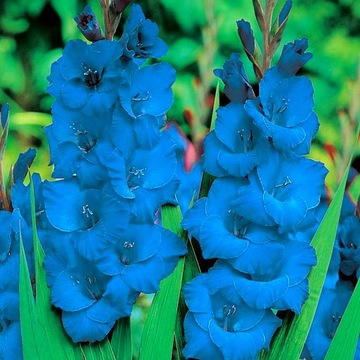 Gladiolus Mieczyk Niebieski 100 szt Mieczyki Cebulki cebule kwiatowe