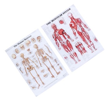 50x70cm 2 szt. Plakat z anatomią człowieka Mi