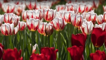 TULIPAY - naklejka na ścianę 70 cm K798