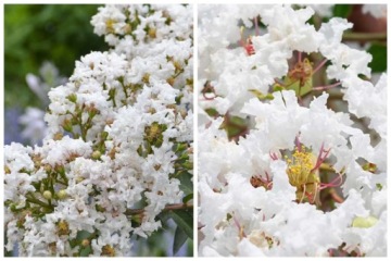 Индийская лагерстромия INDICA WHITE — исключительно обильное цветение. Саженцы P9