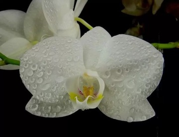 Удобрения и питательный туман для орхидей