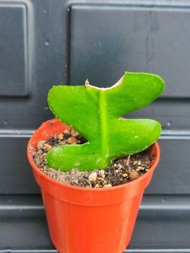 Epiphyllum anguliger 38