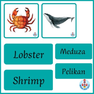Zestaw kart Sea Animals 14x14 cm + podpisy ang pol