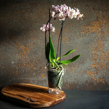 КРЫШКА ДЛЯ ОРХИДЕИ ЦВЕТОЧНЫЙ ГОРШОК ПЛАСТИКОВЫЕ РАСТЕНИЯ 12 СМ ПРОЗРАЧНЫЙ