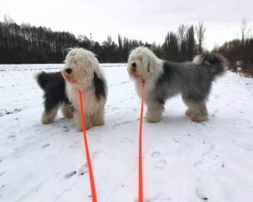 БИОТАНОВЫЙ Водонепроницаемый Ошейник МЕТАЛЛИЧЕСКАЯ ПРЯЖКА РЕГУЛИРОВКА СРЕДНЯЯ БОЛЬШАЯ СОБАКА L