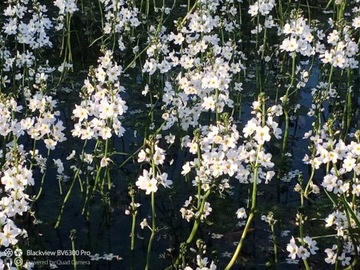 Хоттония пруд пруд белый цветок