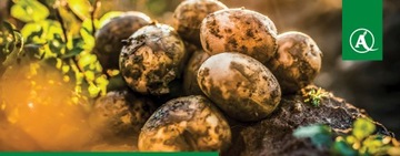 CORAGEN 200SC ИНСЕКТИЦИД 50 мл ДЛЯ ФРУКТОВЫХ БЛЕФОВ