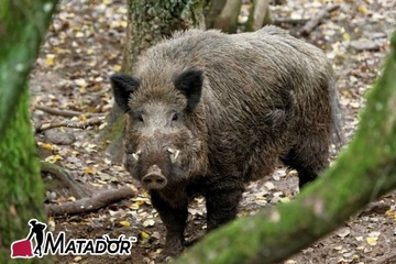Б. НАБОР STRONG WILD SHAPHERD ЭЛЕКТРИЗАТОР 10Дж + ПРОВОДНЫЕ ИЗОЛЯТОРЫ