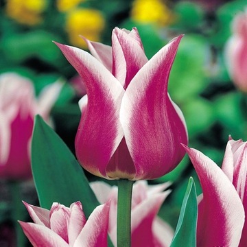 Tulipan Liliokształtny Ballerina FIOETOWY 5 szt