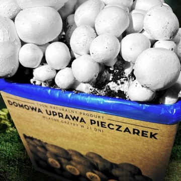 ГРИБНАЯ ТАЙНА 8кг набор для выращивания ГАРАНТИЯ УРОЖАЯ + ИНСТРУКЦИЯ