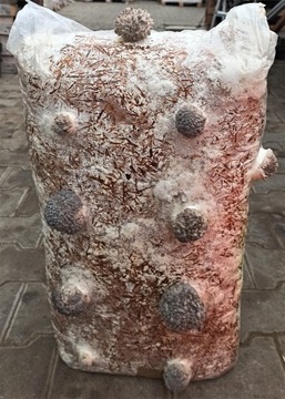 Мицелий вешенки Балот выращивание в домашних условиях и в саду БОЛЬШОЙ мицелий