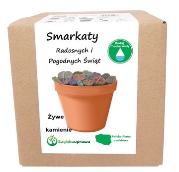 ŚWIĄTECZNY PREZENT DLA SMARKATEGO ŻYWE KAMIENIE