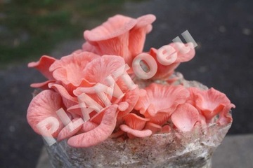 Колышки мицелия PINK OYER MOOD 20 шт. для домашнего выращивания