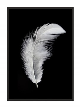 OBRAZ PLAKAT W RAMIE 53x73 cm Piórko P841