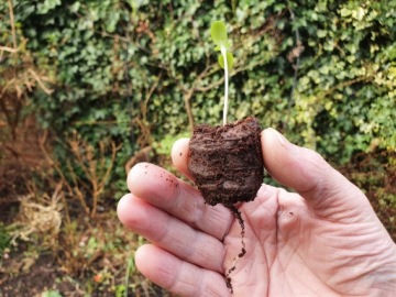 ТОРФЯНЫЕ СУБСТРАТЫ КОКОСОВЫЕ ДИСКИ ДЛЯ ПРОРАЩИВАНИЯ И КЛОНИРОВАНИЯ СЕМЯН 20ШТ 3,5