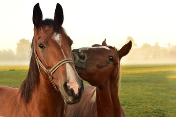Корм Purina с отрубями SPORT HORSE 25кг
