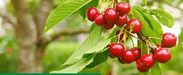 KOBE 20 SP 80G ТЛЯ ВРЕДИТЕЛИ КЛУБНИКИ ОВОЩИ ФРУКТЫ