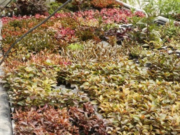 == 6== шт КОРЗИНКИ Аквариумные растения для аквариума имеют этикетки с названиями.