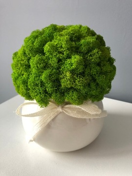 Хроботек в горшке украшение ПОДАРОК ​​ДЛЯ ДОМА