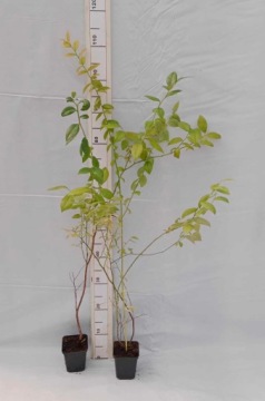 АМЕРИКАНСКАЯ ЧЕРНИКА «BLUECROP», саженцы 40–50 см, вкусные ягоды