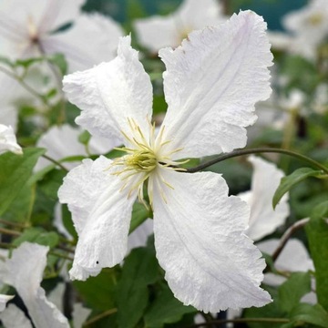 Powojnik bylinowy Clematis BIAŁY KWIAT w donicy PNĄCZE