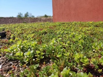 Зеленая крыша - панели очитка - поддон 10 м²