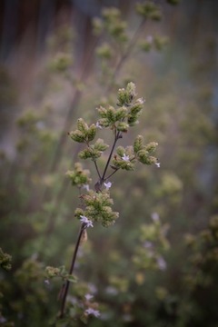 100% мультитравяной гидролат от польского ликеро-водочного завода DZIKIE DOBRO.