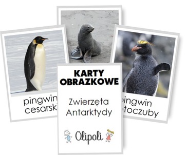 KARTY OBRAZKOWE zwierzęta Antarktydy Montessori REALNE ZDJĘCIA 16szt 7x10cm