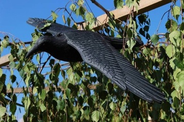 RAW IN FLY ОЧЕНЬ БОЛЬШОЙ ОТПУСКАТЕЛЬ ПТИЦ, ГОЛУБИ, СМОТРКИ, ВЫСОКОЕ КАЧЕСТВО