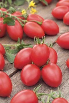 Sadzonka rozsada Pomidor Malinowy Smaczek Koktajlowy