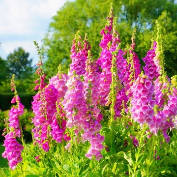 Naparstnica Purpurowa Wieloletnia Mrozoodporna Ładne Sadzonki P14