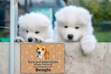 ТАРЕЛКА ПВХ ТЕМНО-КОРИЧНЕВАЯ ЖИЗНЬ КРАСИВАЯ ЛАБРАДОР ПОДАРОЧНЫЙ МИКС ДИЗАЙН