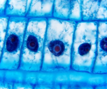Микроскоп Delta Optical Genetic Bino