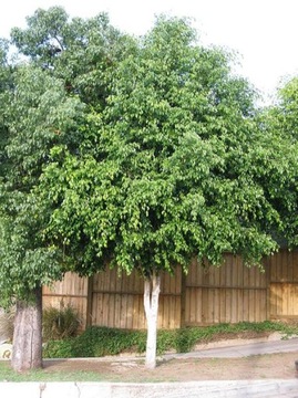 ФИКУС (FICUS BENJAMINA) 20 СЕМЕН